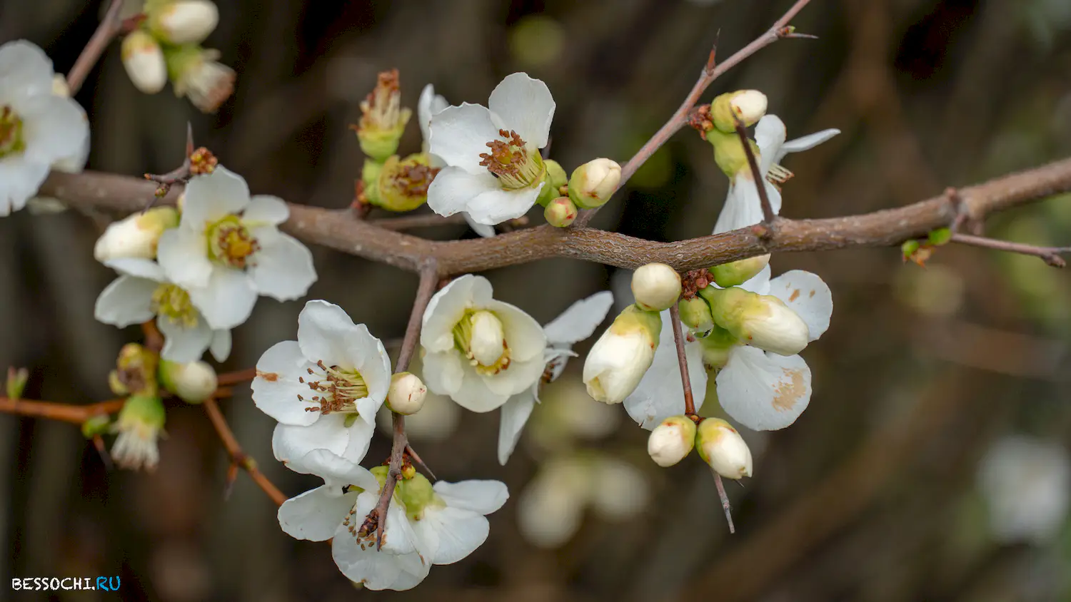 парк Южные культуры