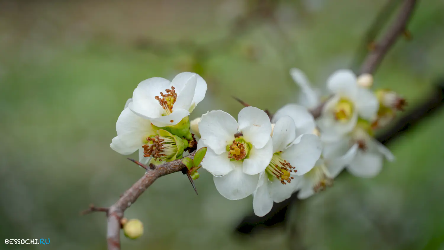 парк Южные культуры