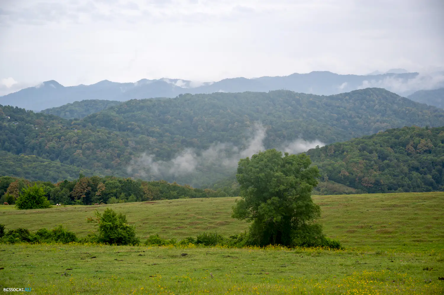 Красная воля