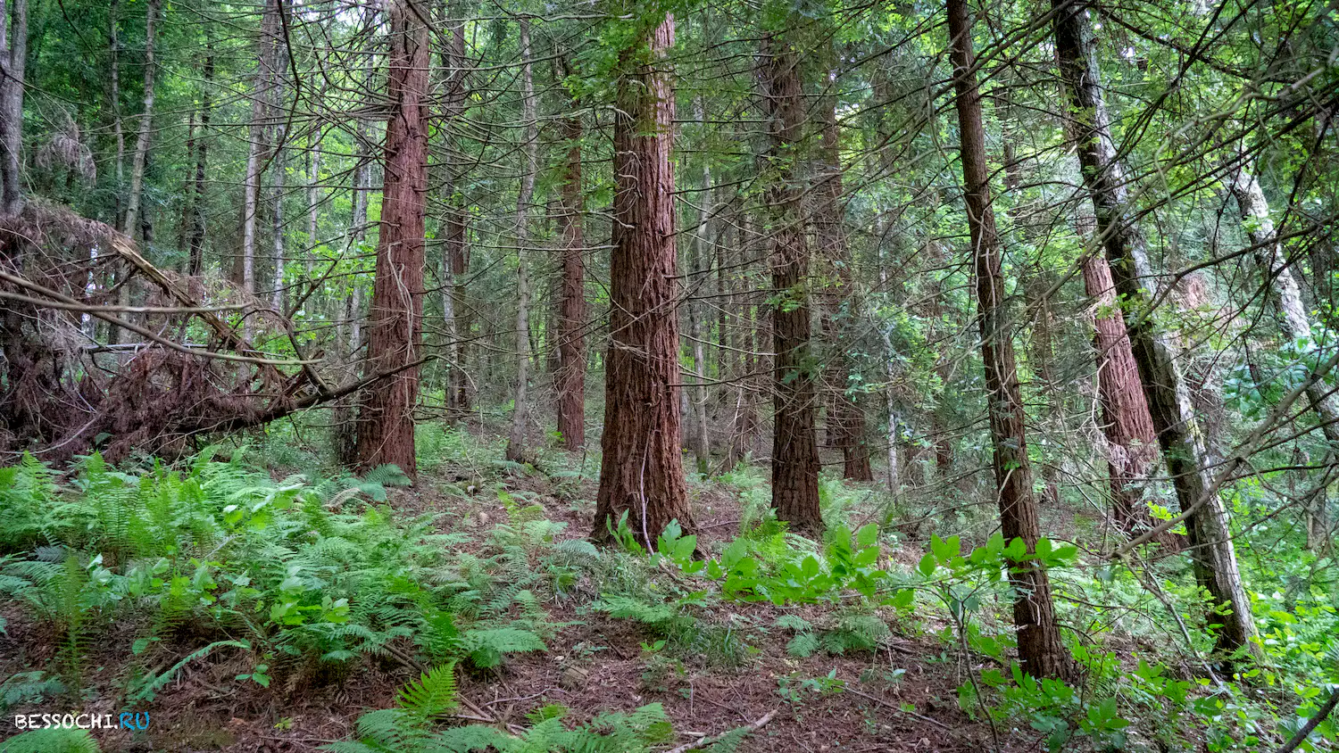 Гора Овсянникова