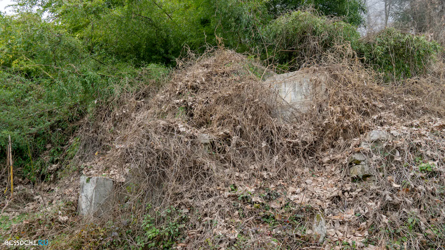 Дача Картавцева