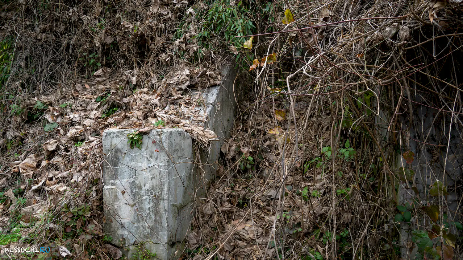 Дача Картавцева