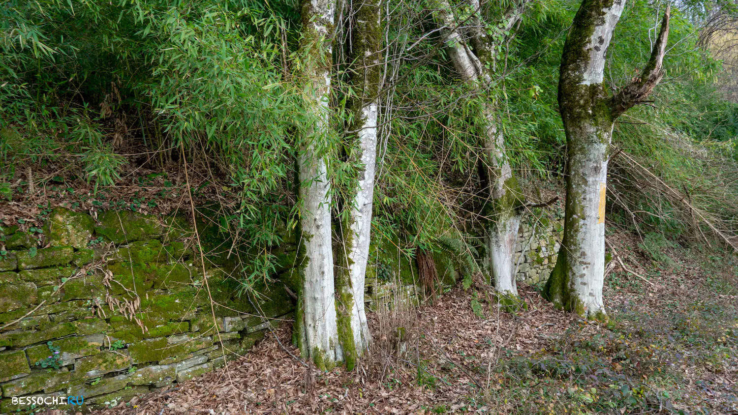 Дача Картавцева