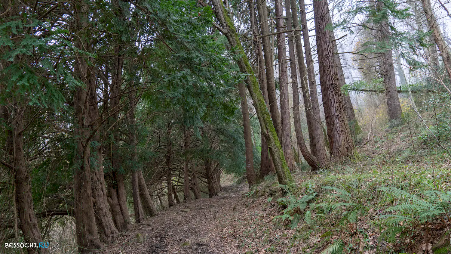 Дача Картавцева