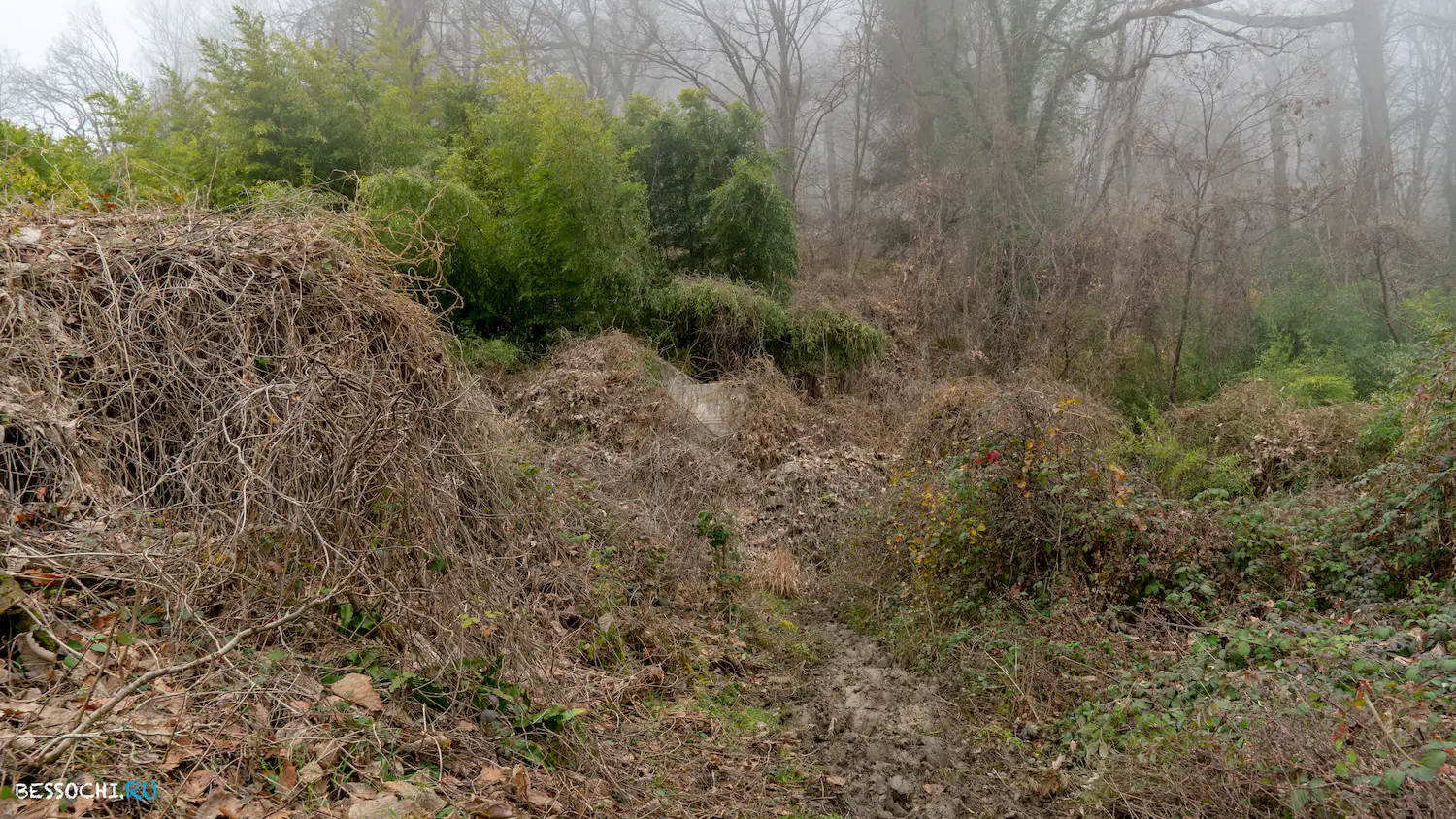 Дача Картавцева