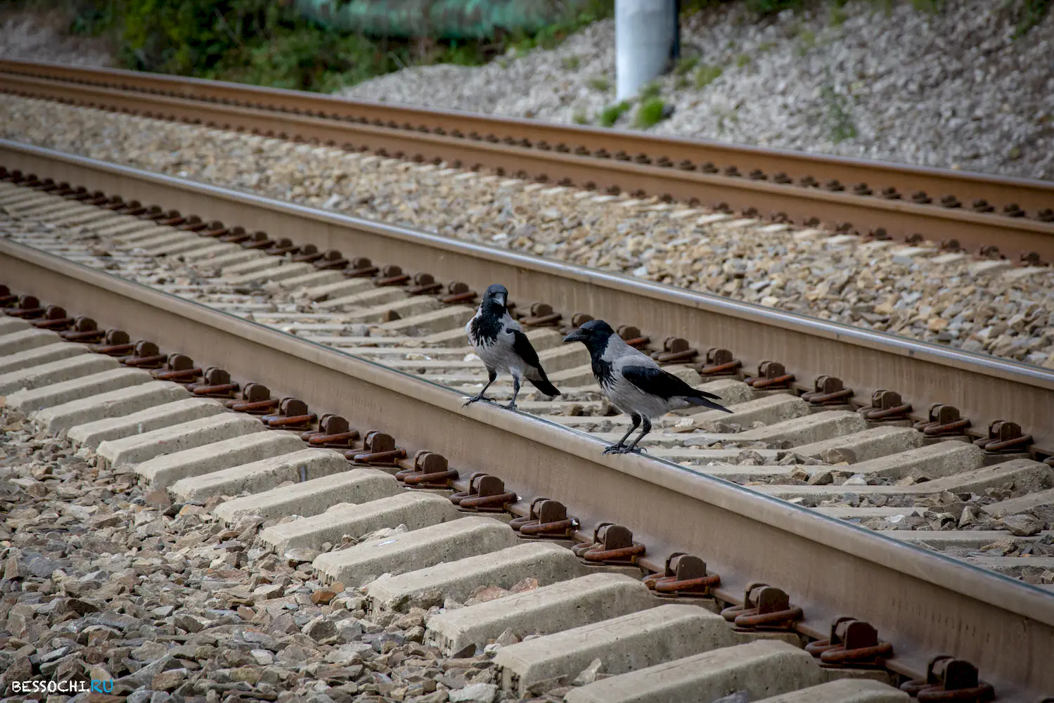 Ноябрь Сочи