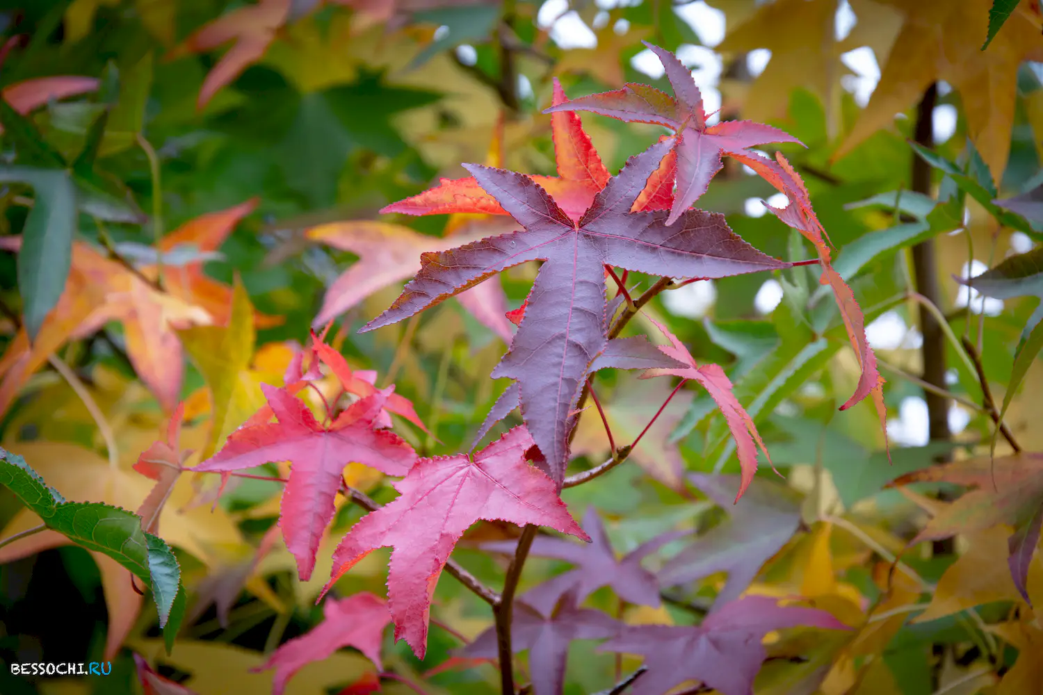 Ноябрь Сочи