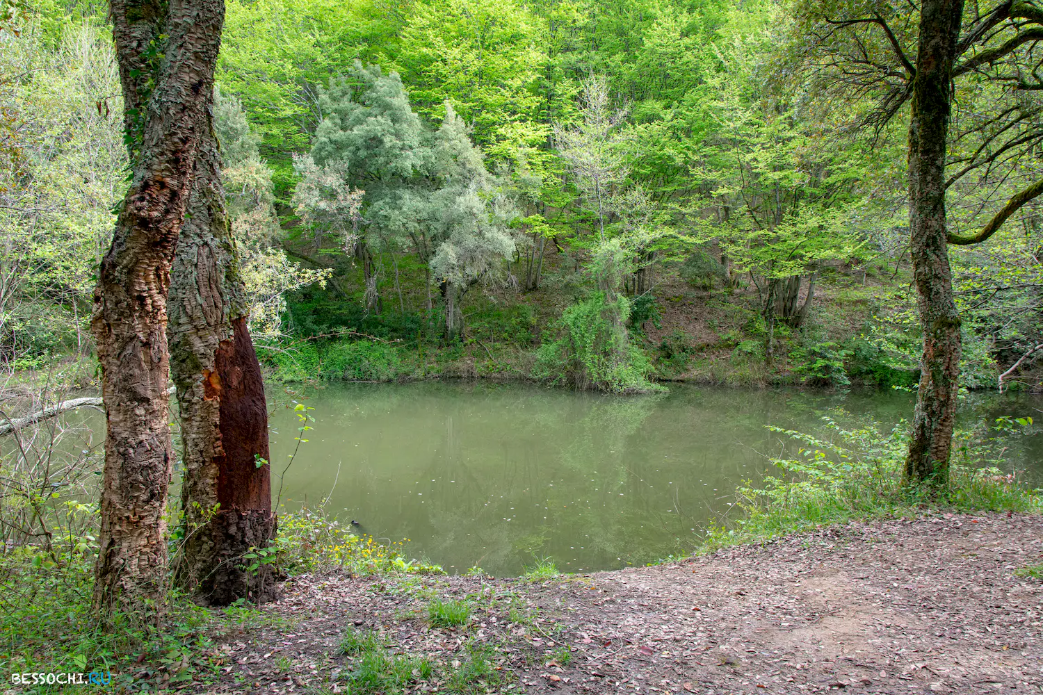 Кудепстинский лесопарк