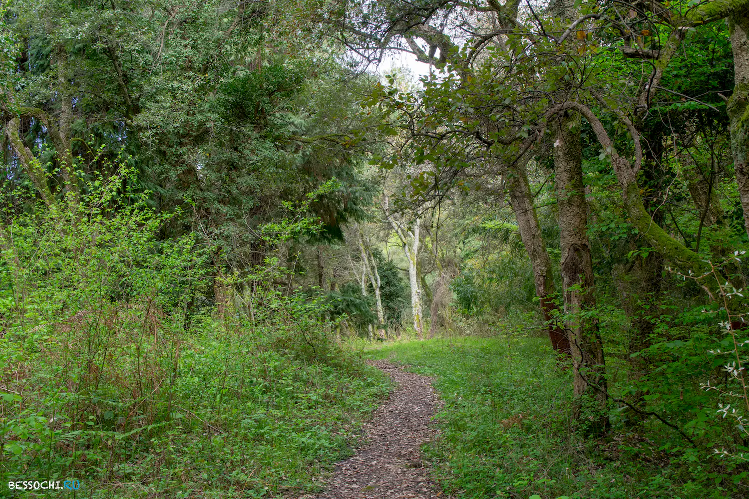 Кудепстинский лесопарк