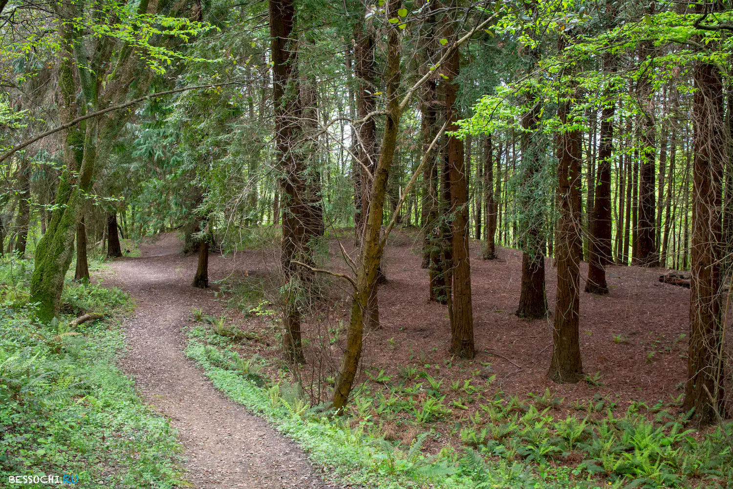 Кудепстинский лесопарк