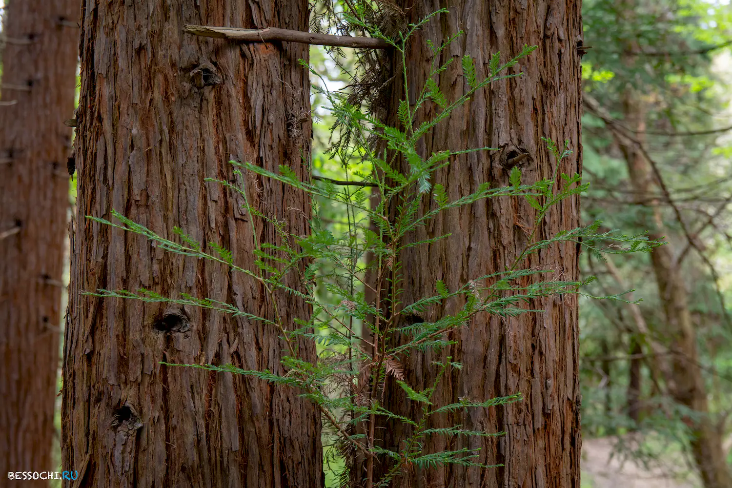 Кудепстинский лесопарк