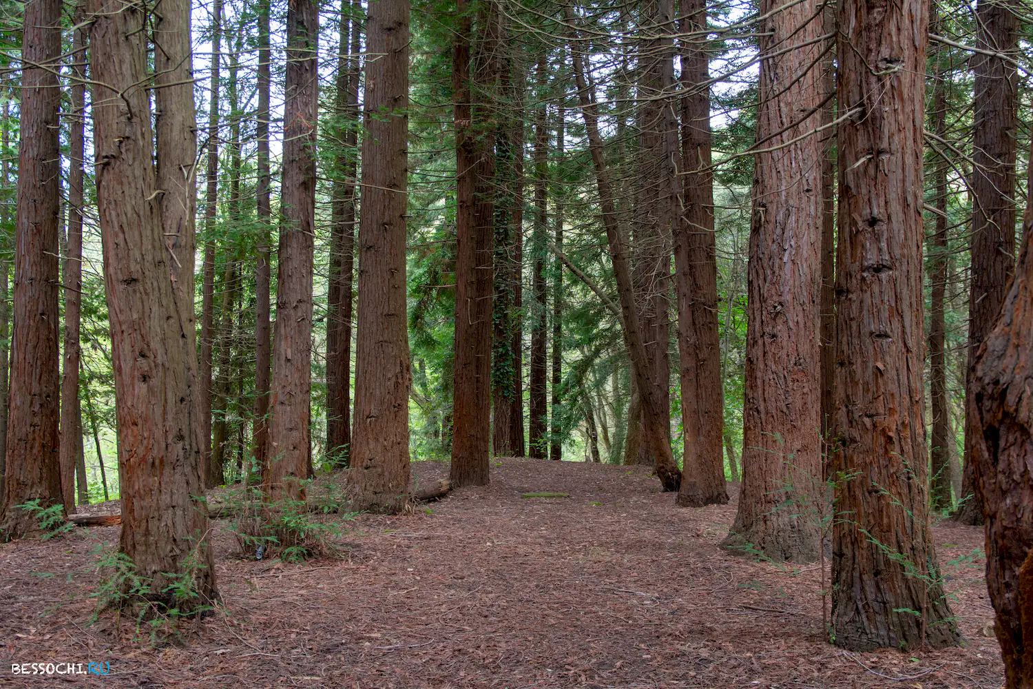 Кудепстинский лесопарк