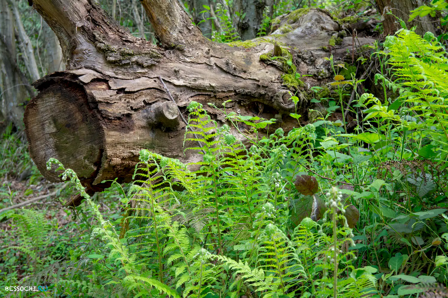 Кудепстинский лесопарк