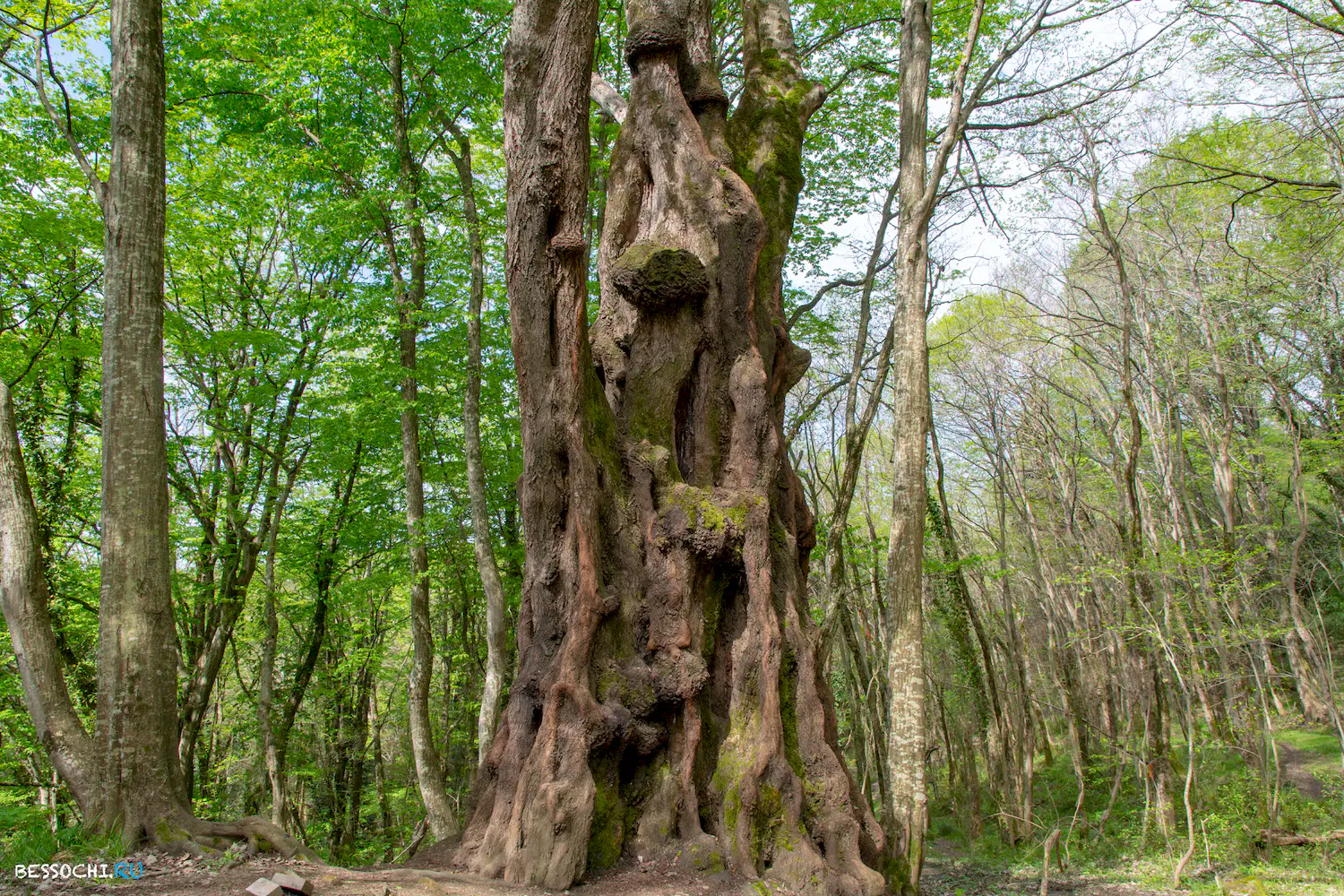 Кудепстинский лесопарк
