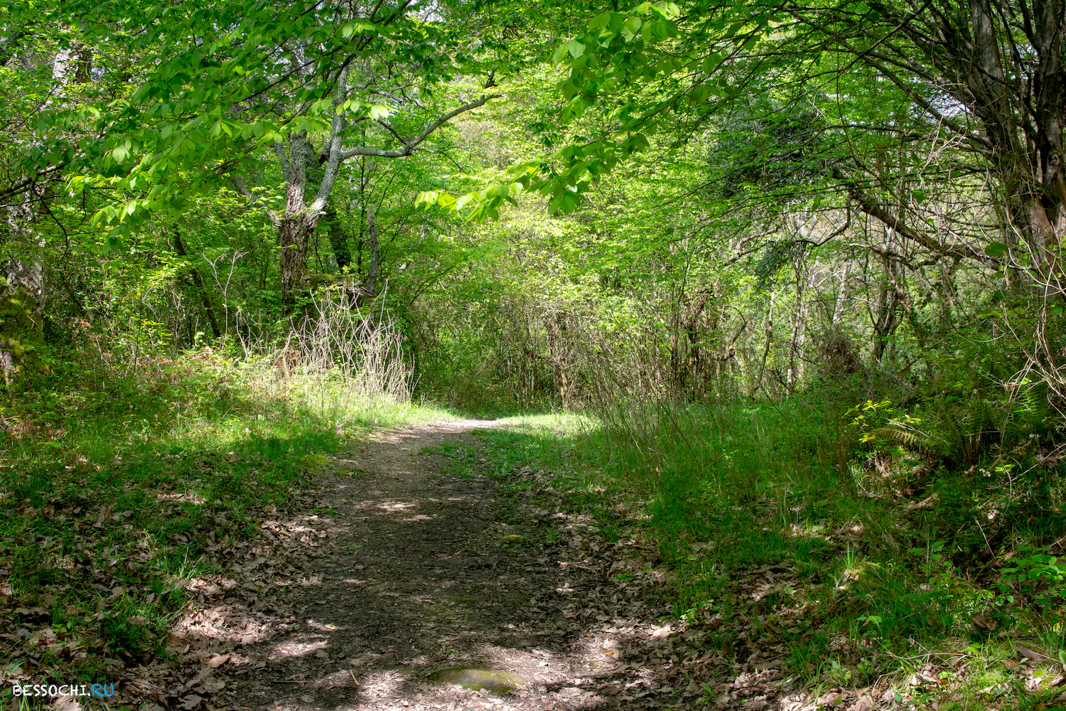 Кудепстинский лесопарк