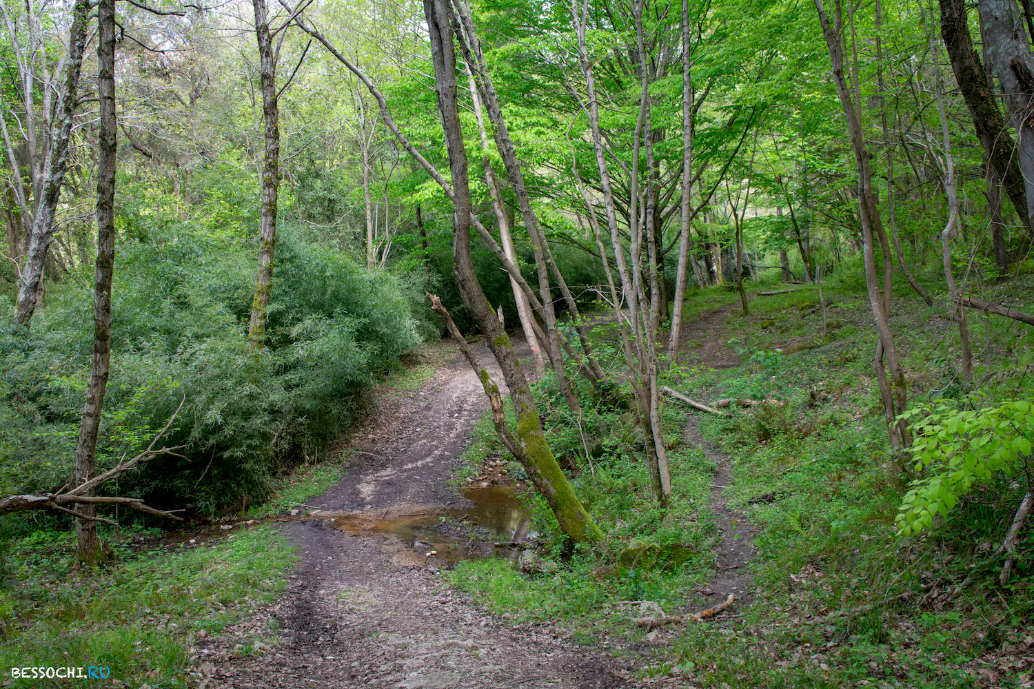 Кудепстинский лесопарк