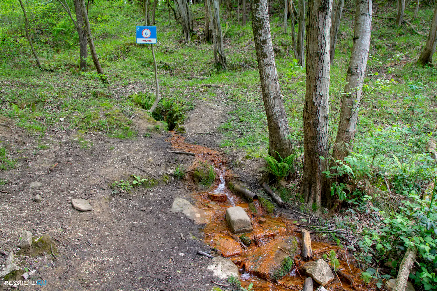 Кудепстинский лесопарк