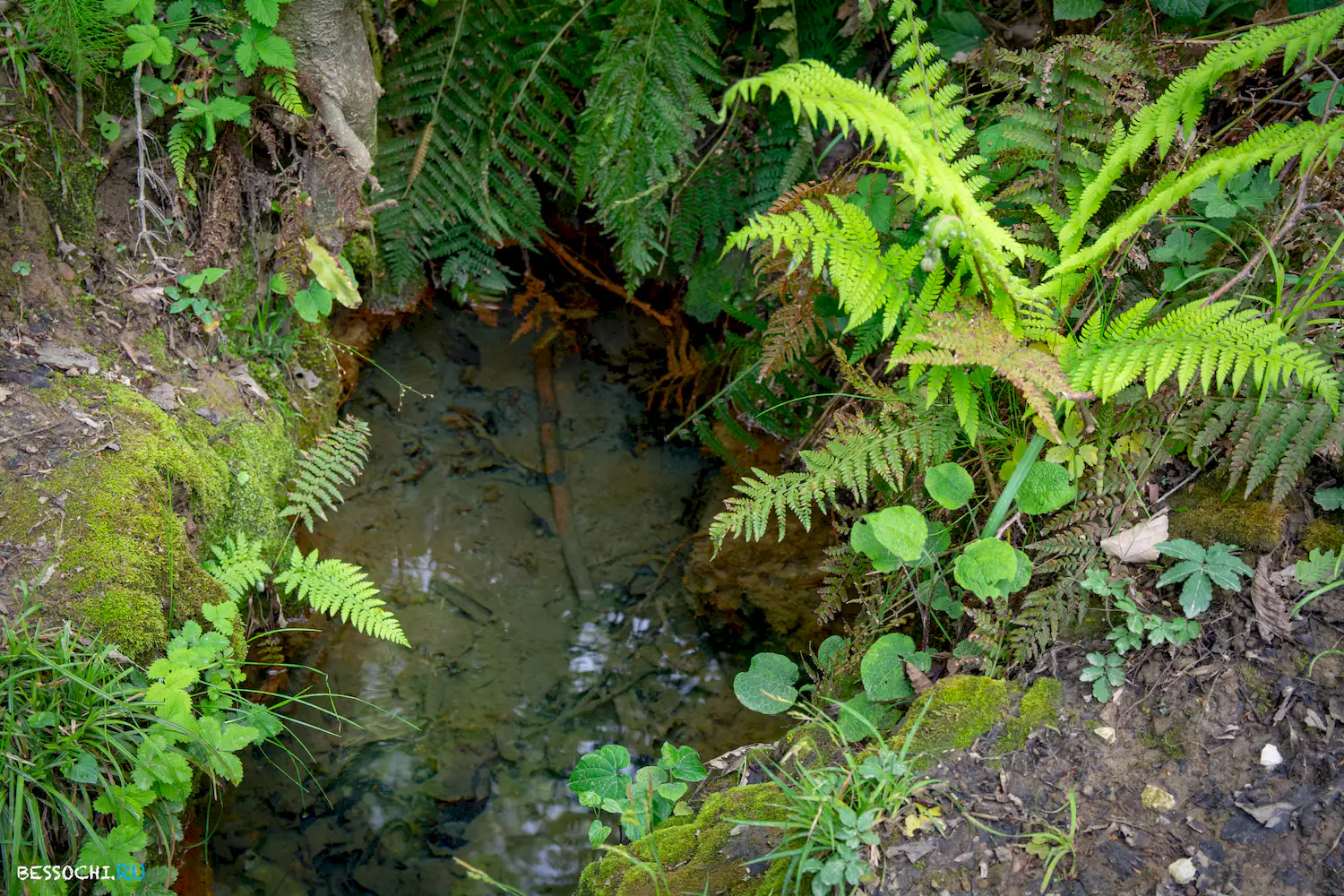 Кудепстинский лесопарк