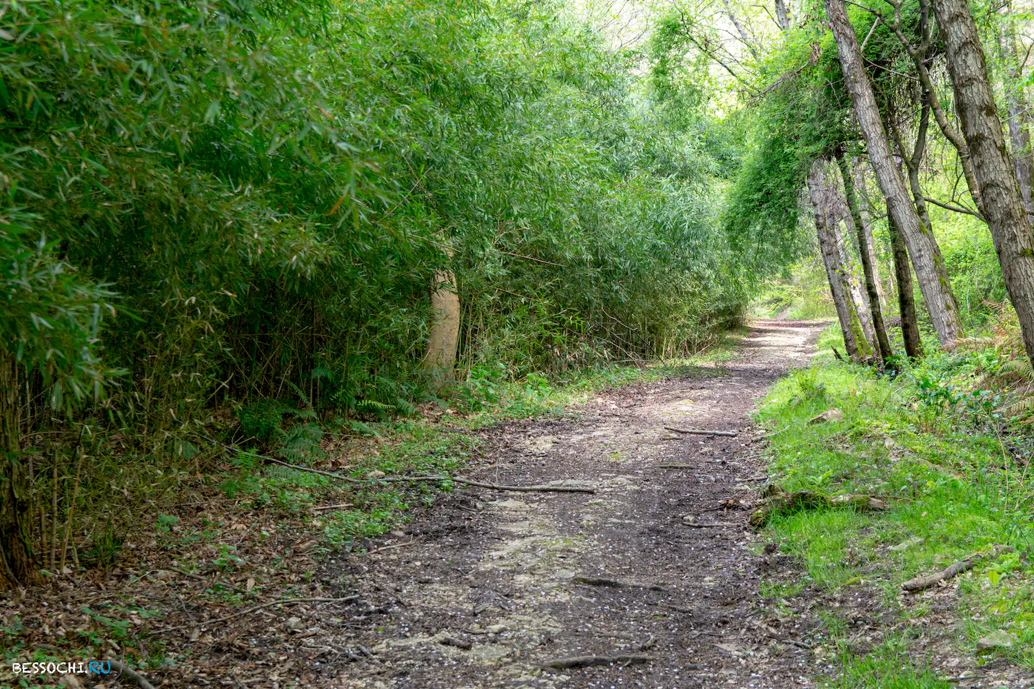 Кудепстинский лесопарк