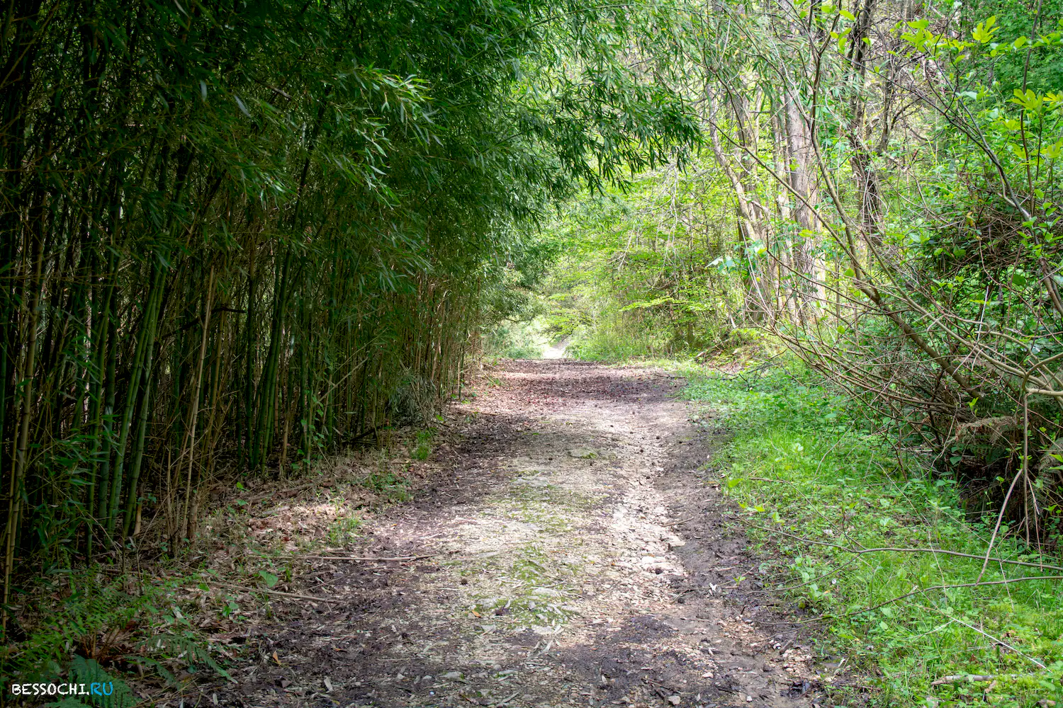 Кудепстинский лесопарк