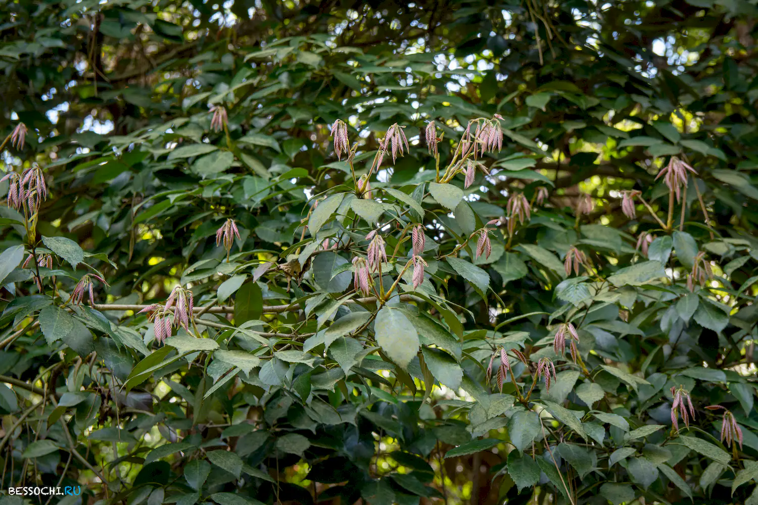 Кудепстинский лесопарк