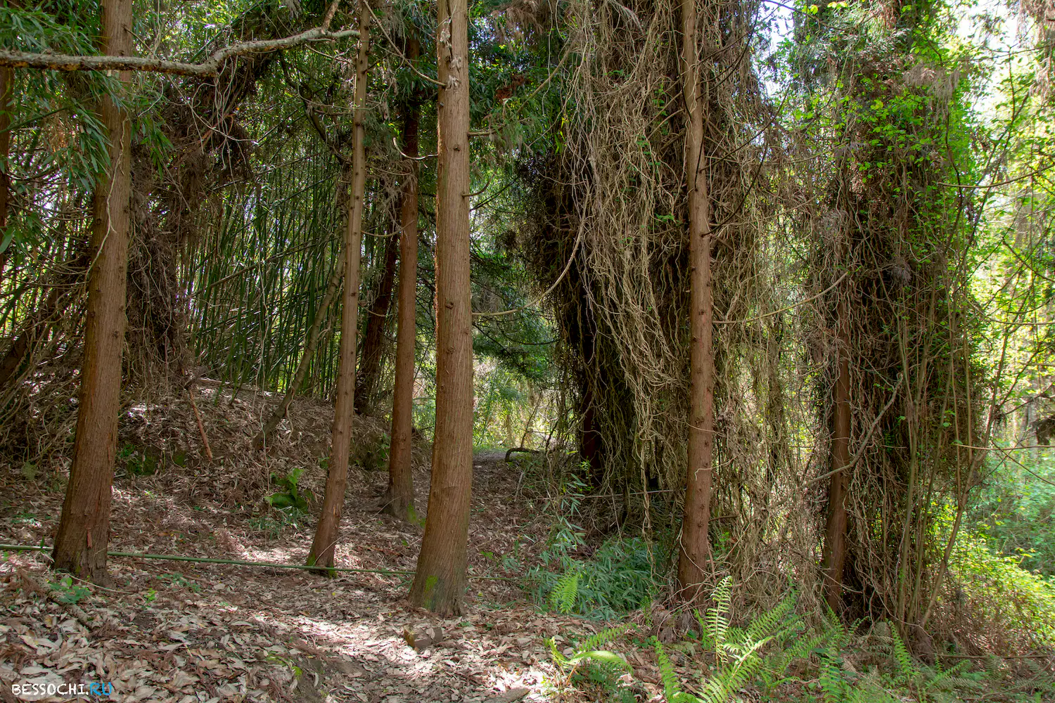 Кудепстинский лесопарк