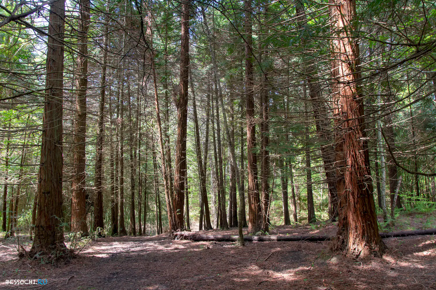 Кудепстинский лесопарк
