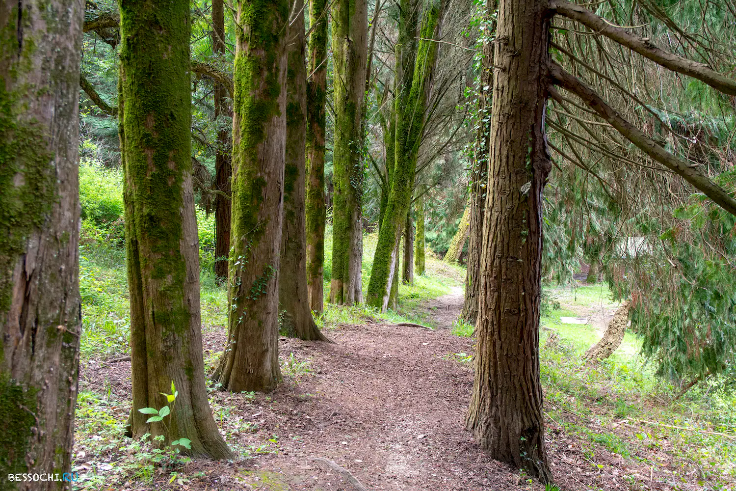 Кудепстинский лесопарк