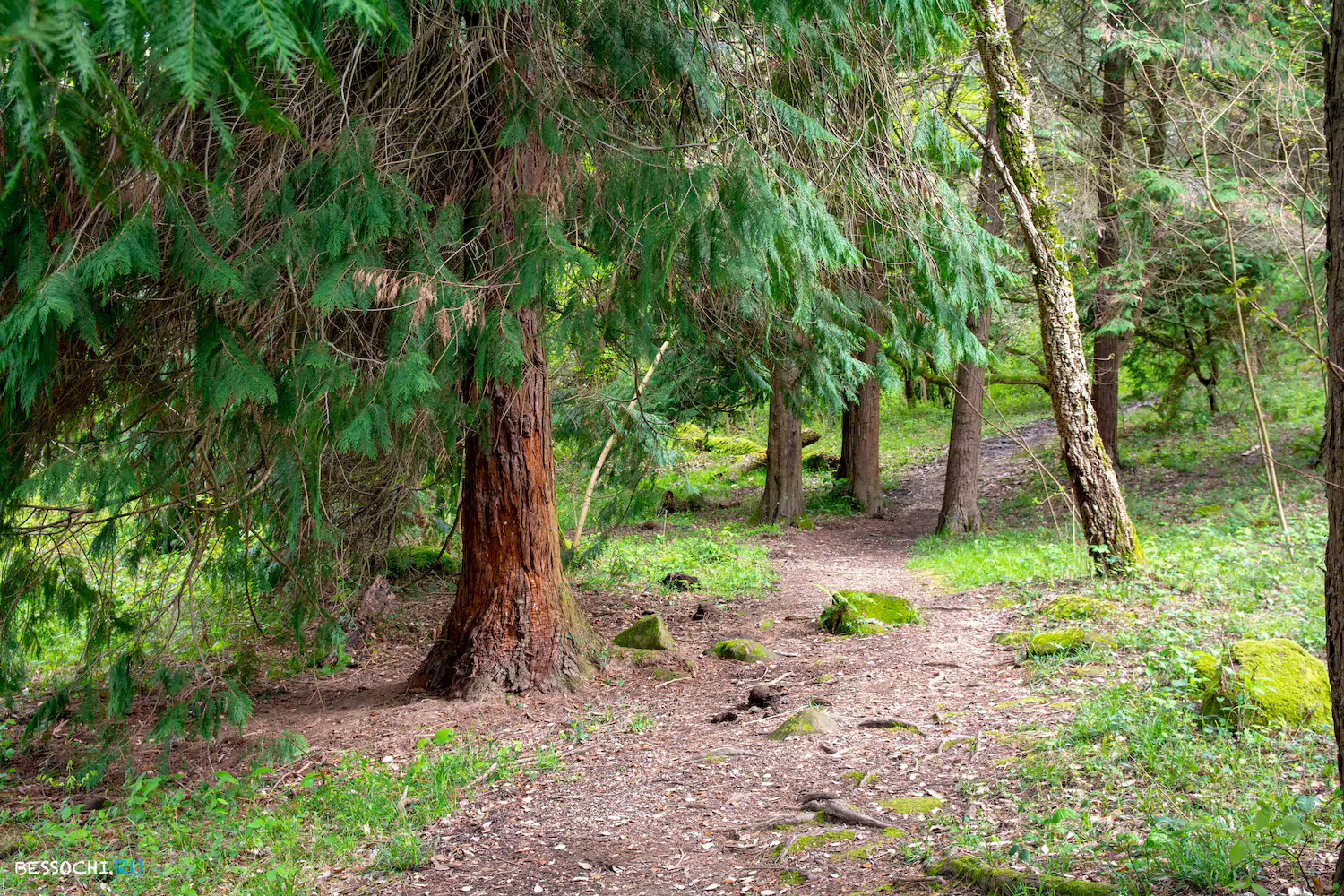 Кудепстинский лесопарк