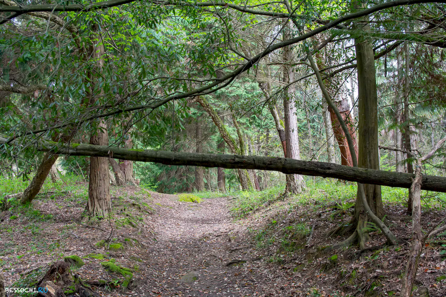 Кудепстинский лесопарк