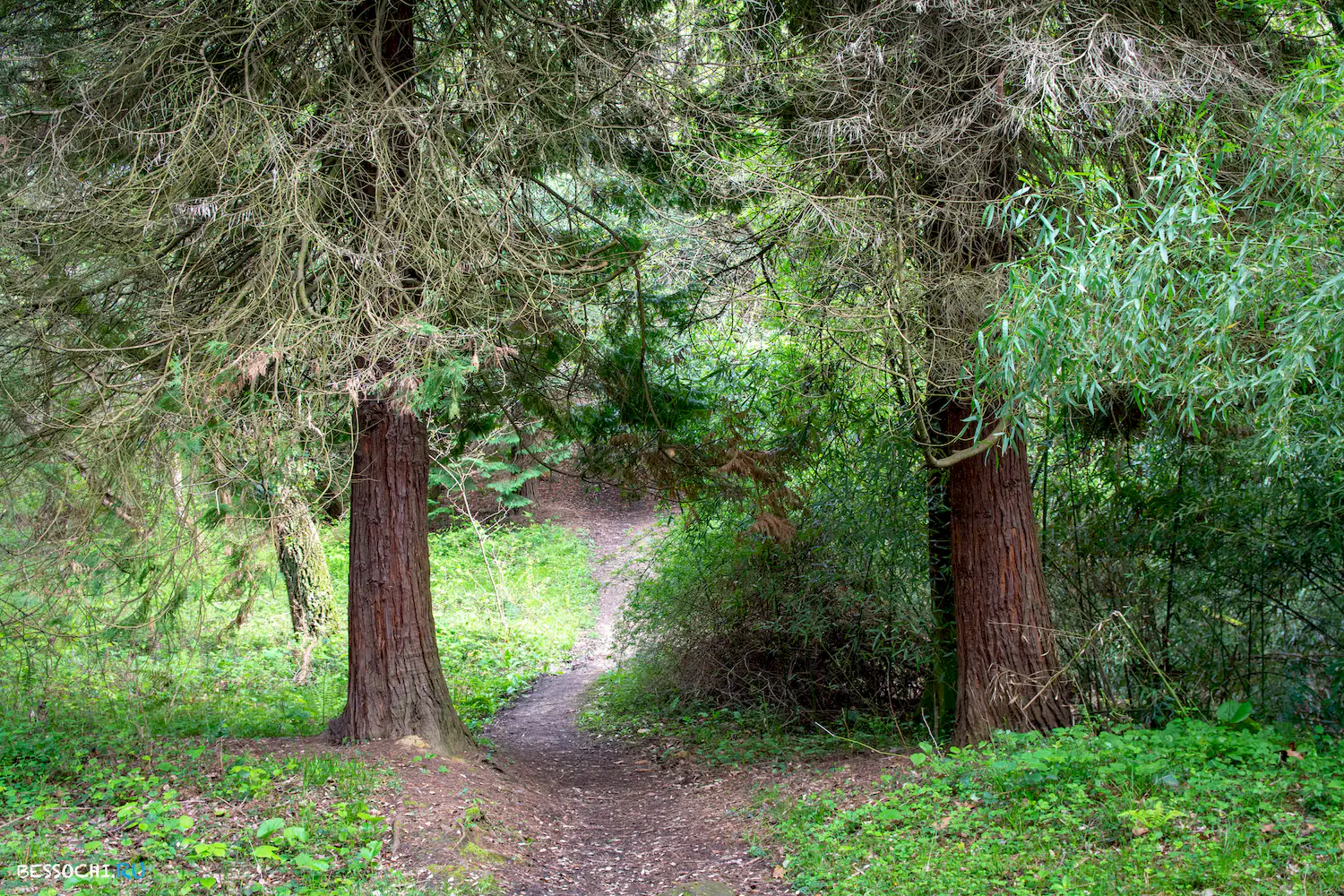 Кудепстинский лесопарк