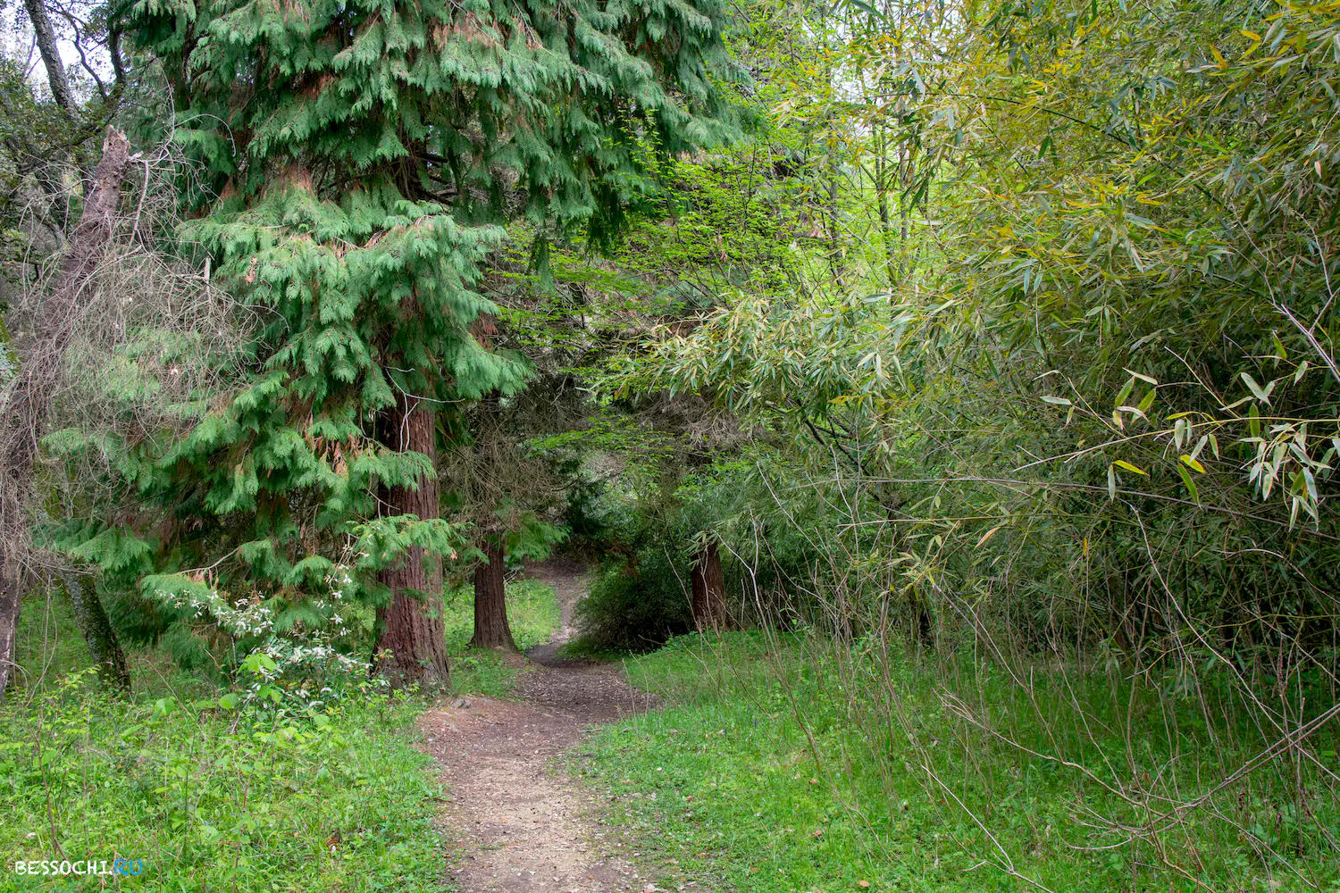 Кудепстинский лесопарк