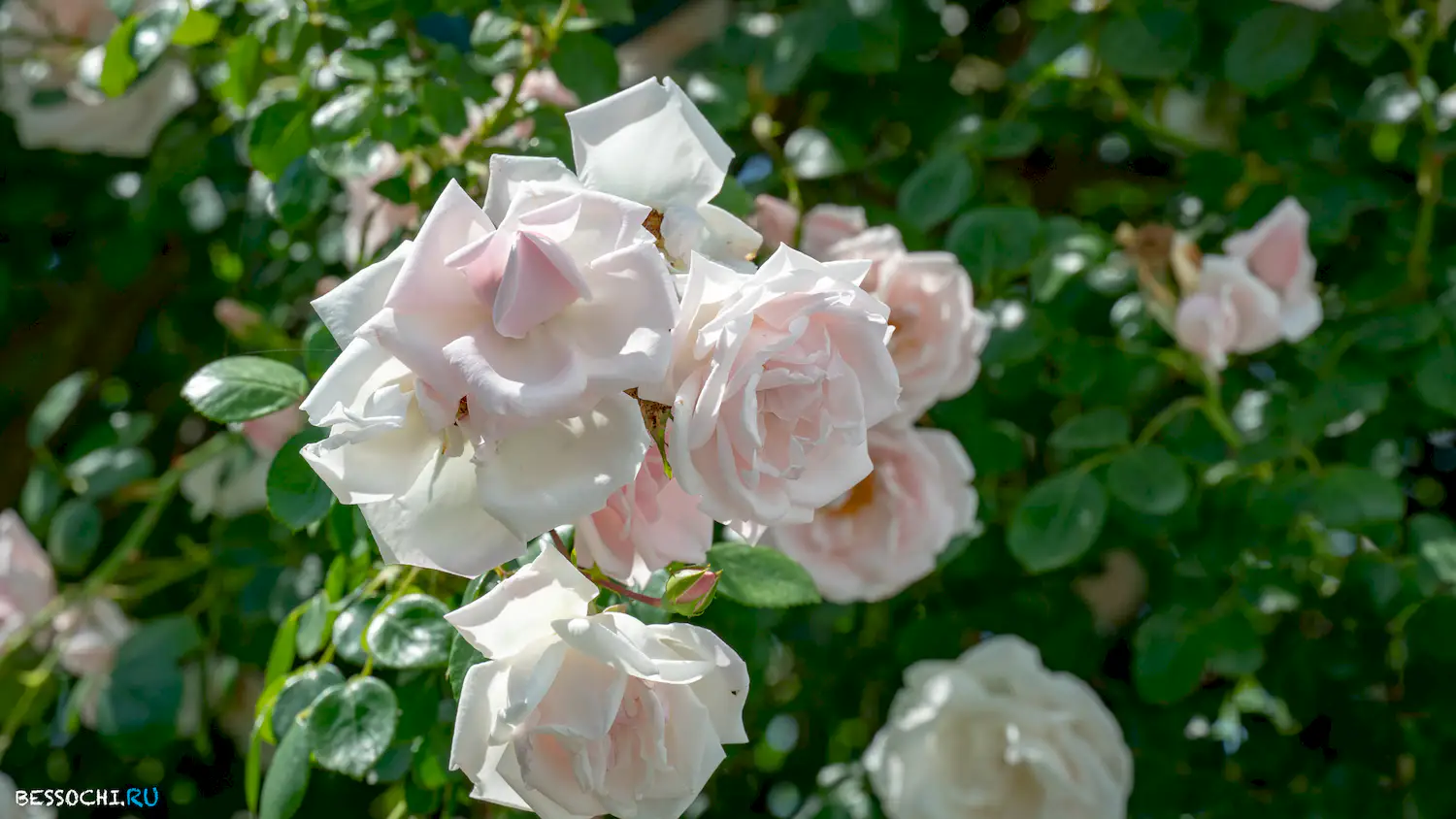 Лесное монастырь