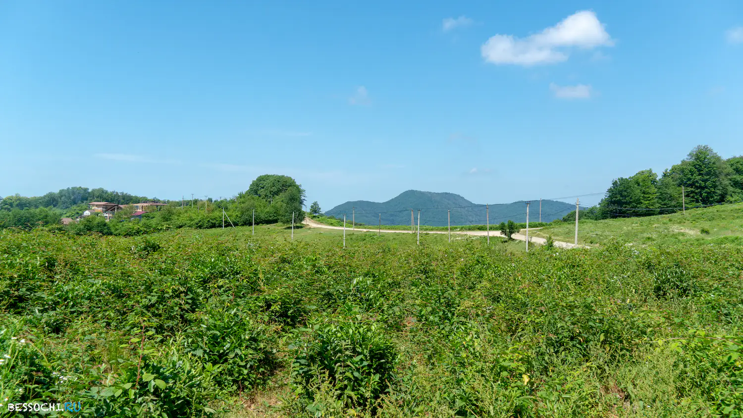 Мацестинский чайсовхоз