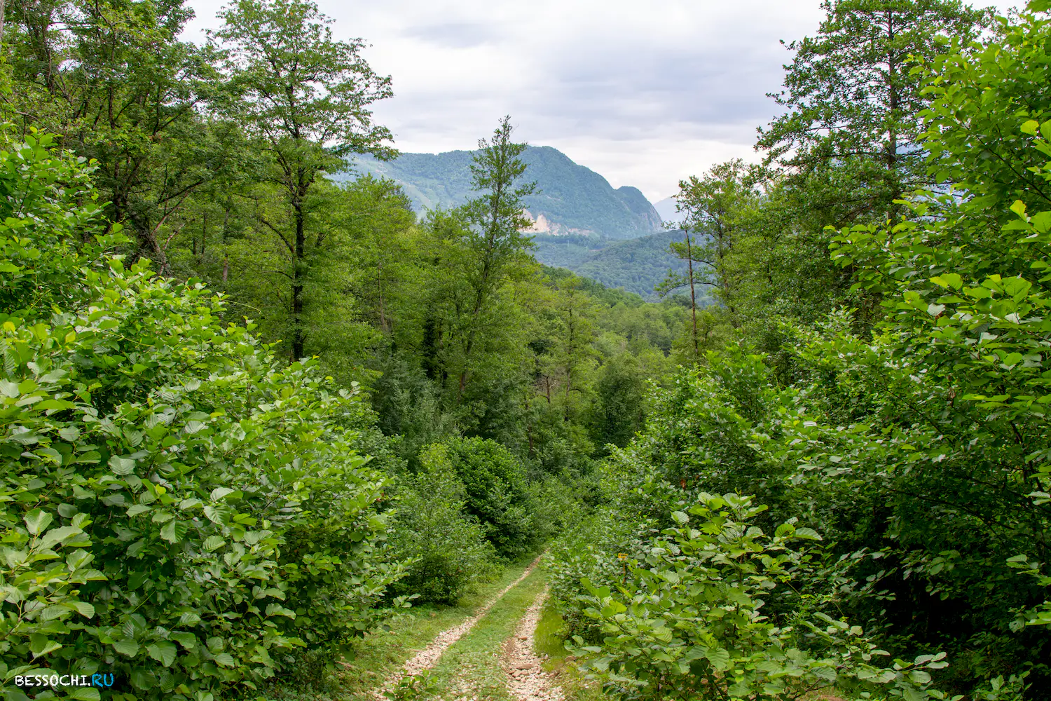 Крион Нерон