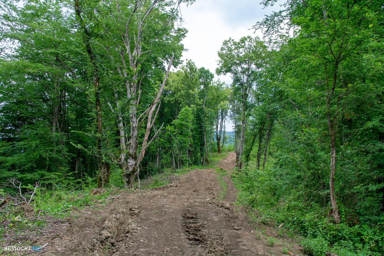 Крион Нерон