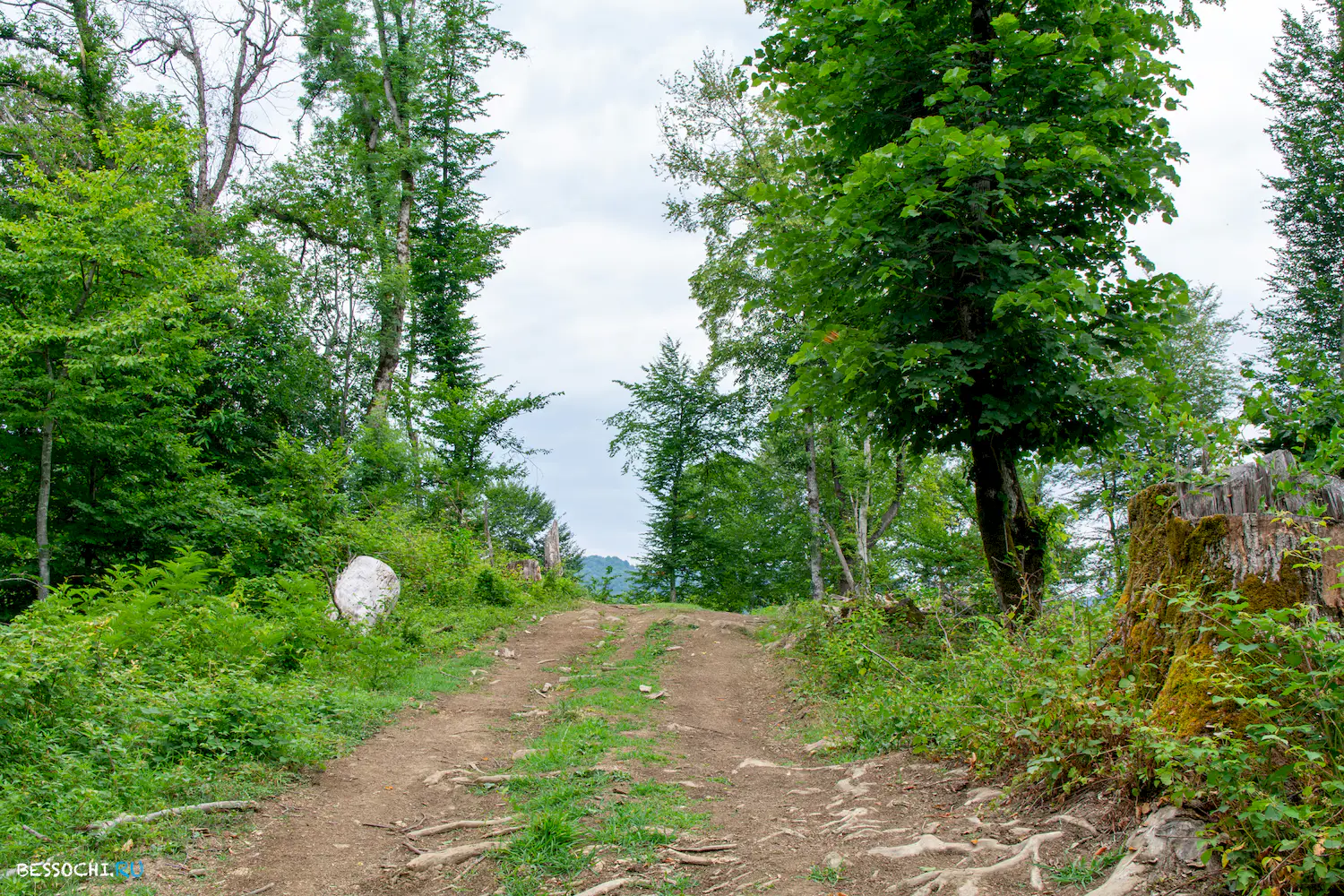 село Лесное