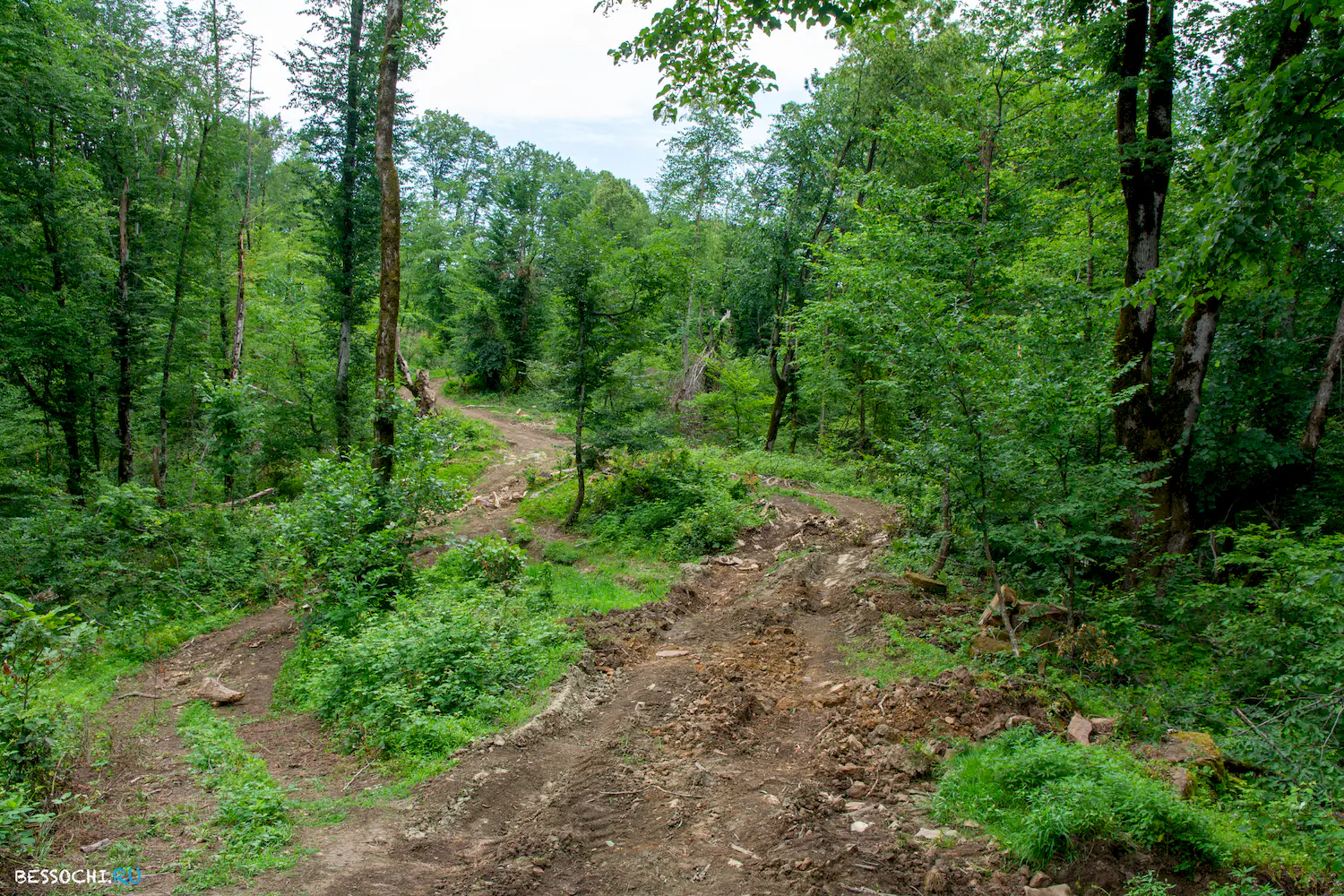 село Лесное