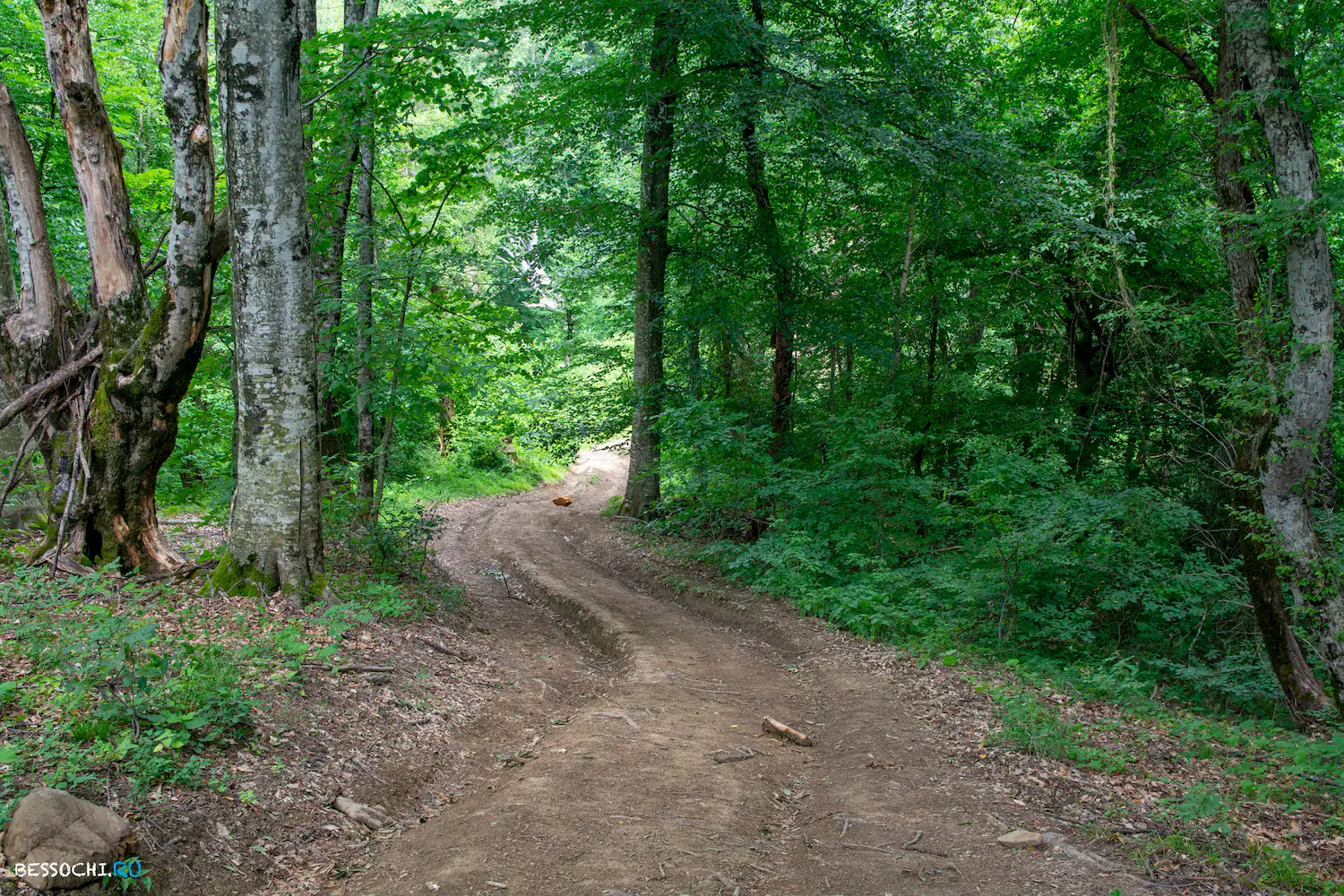 село Лесное