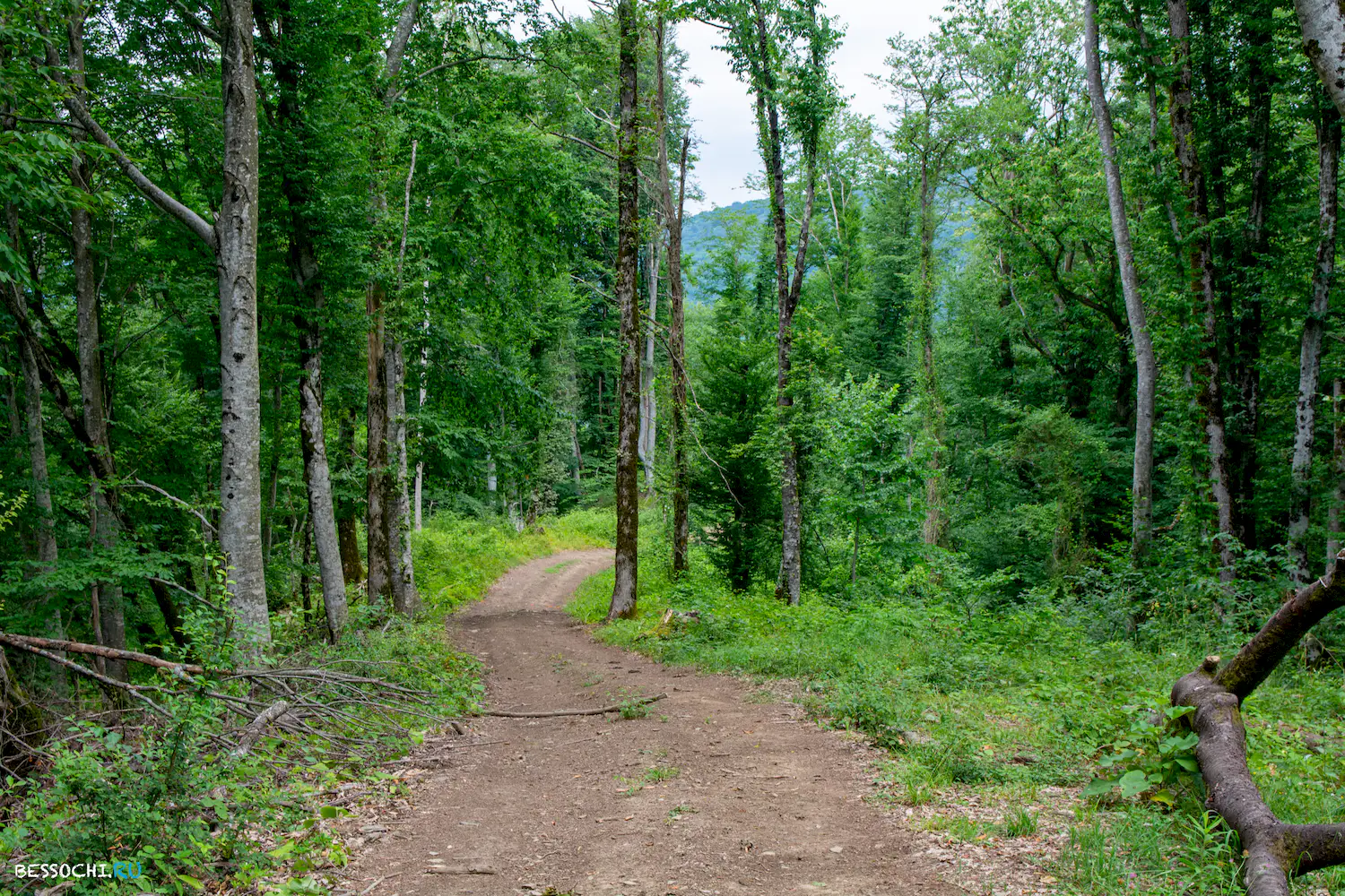 село Лесное