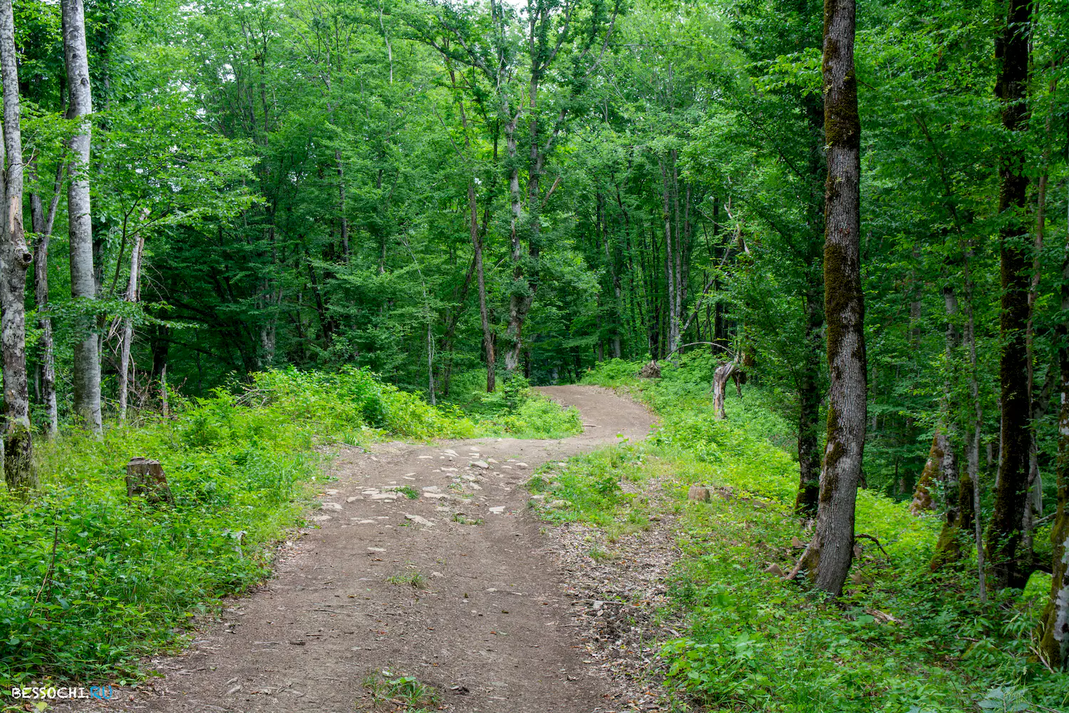 село Лесное