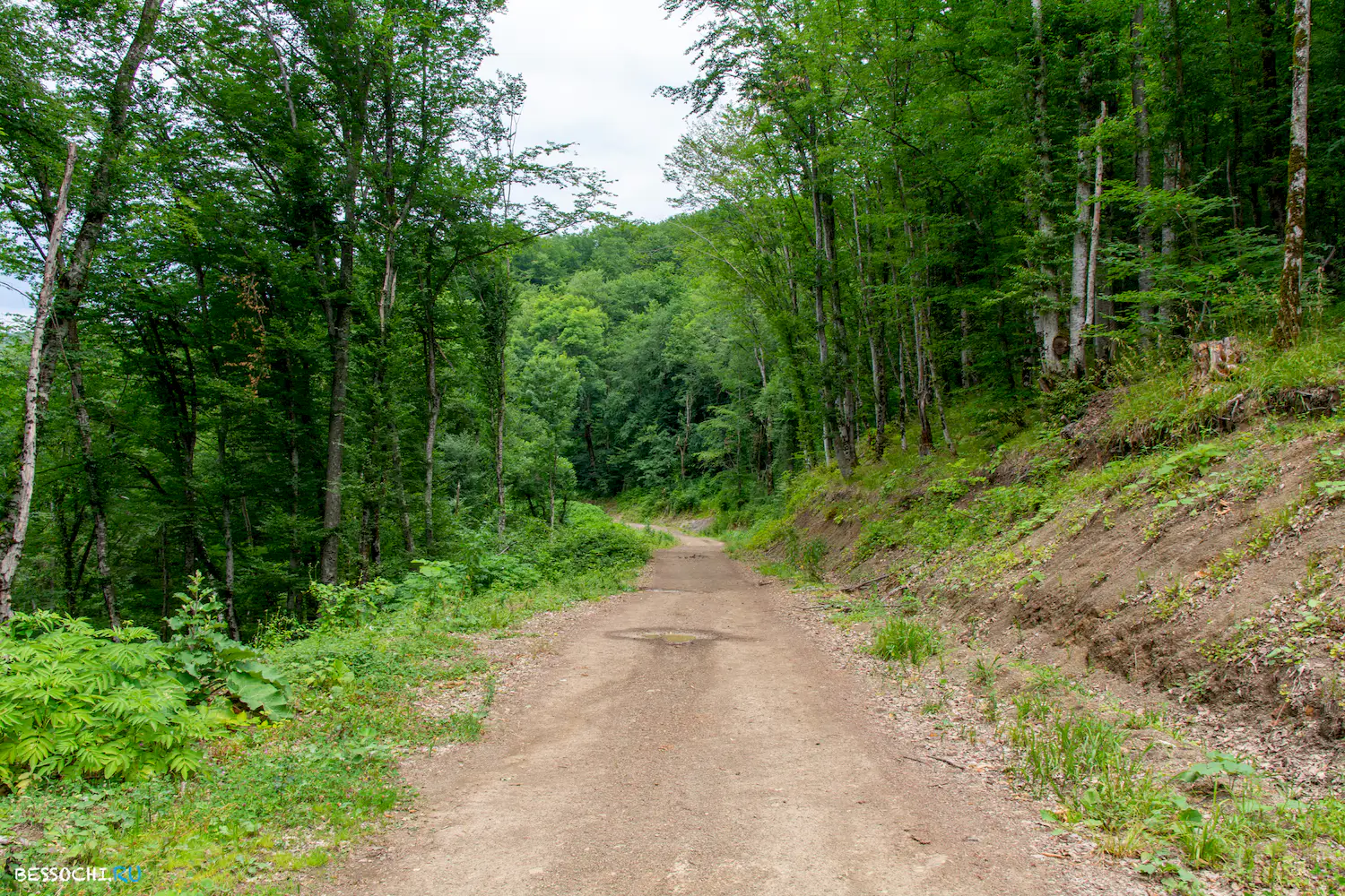 село Лесное