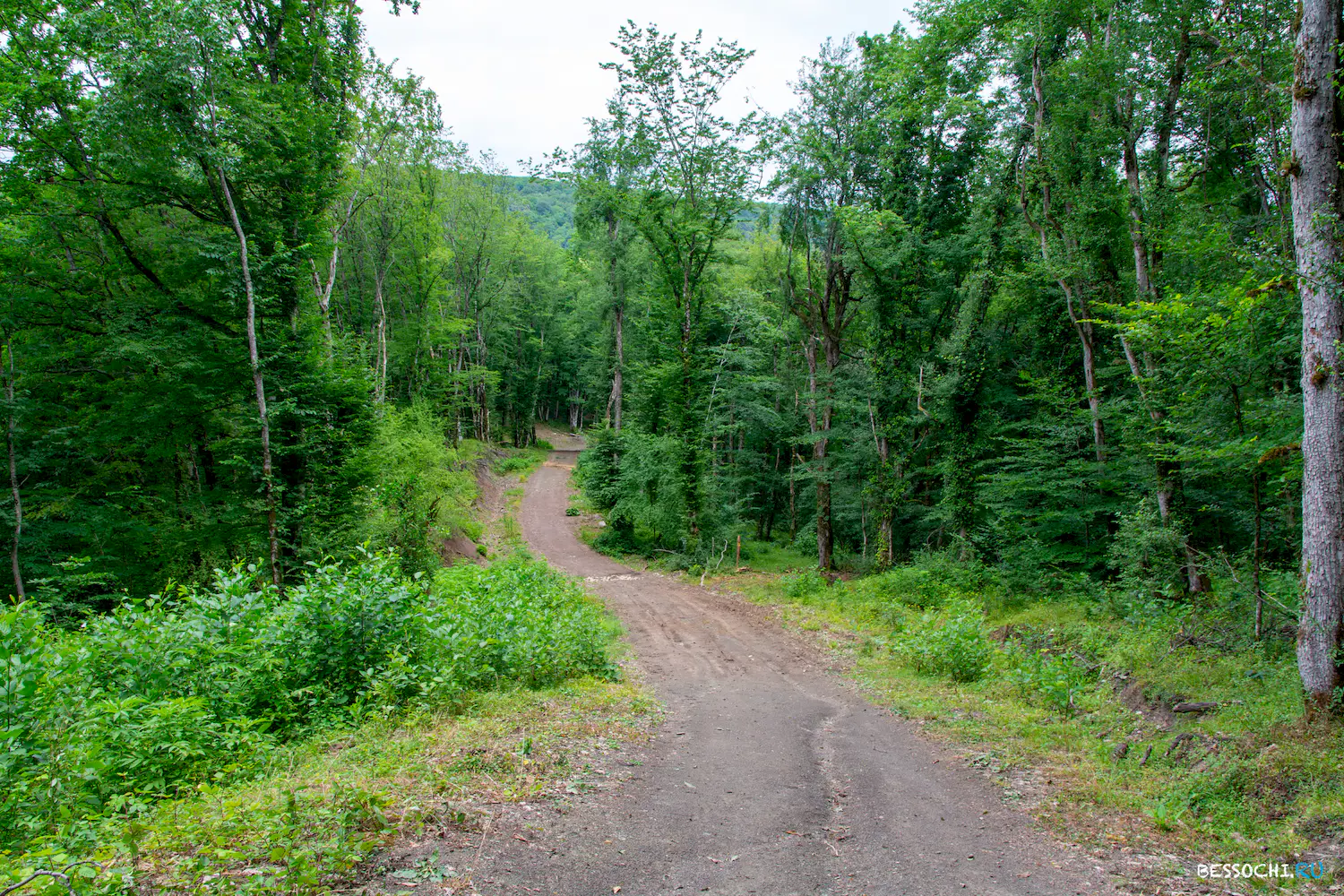 село Лесное