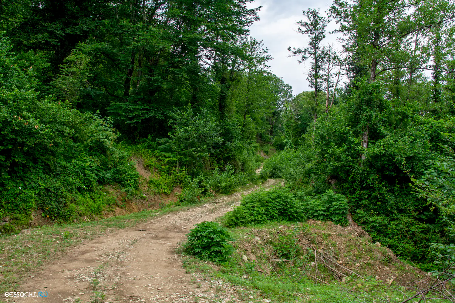 село Лесное