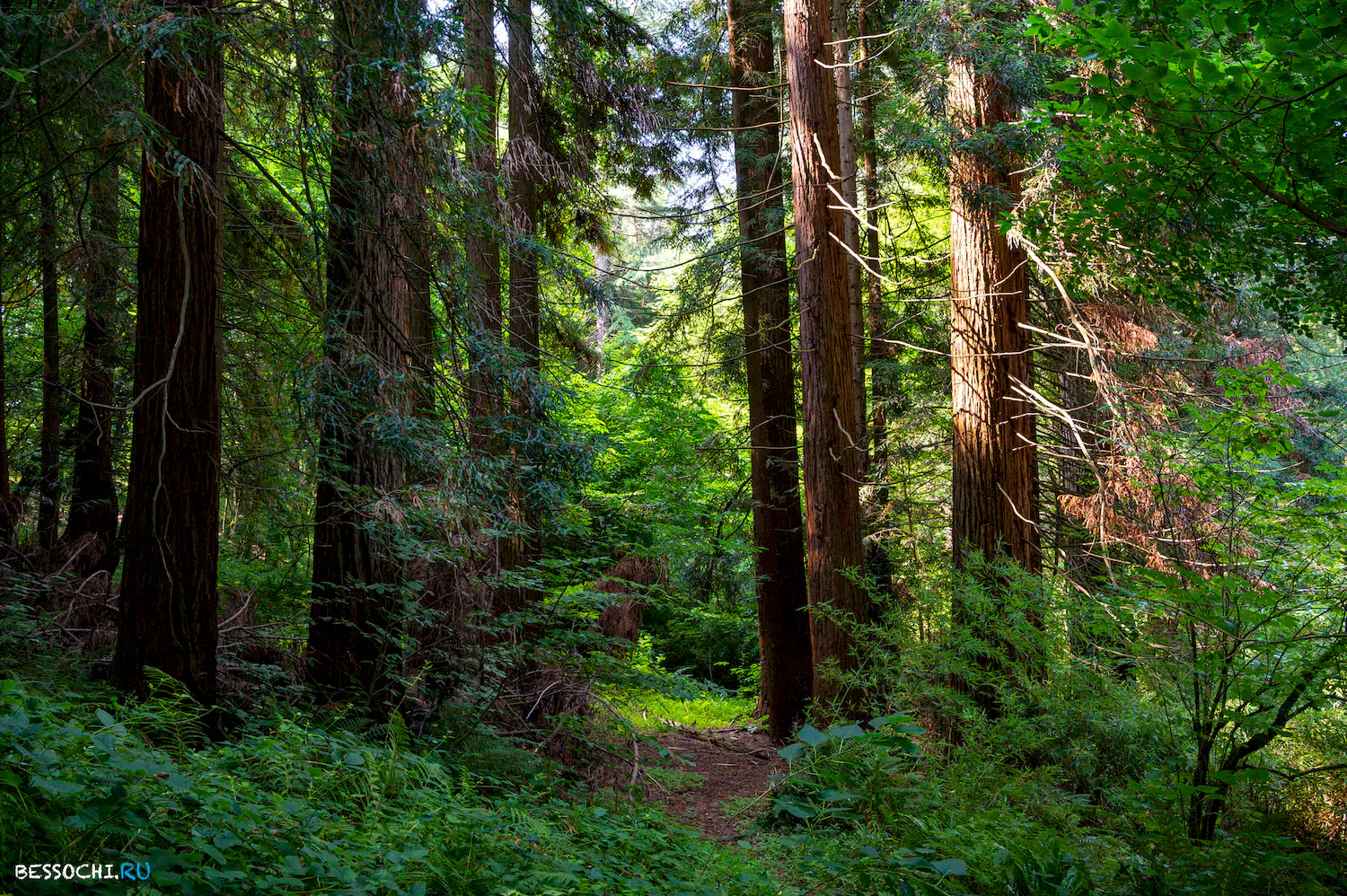 Мацестинский лесопарк