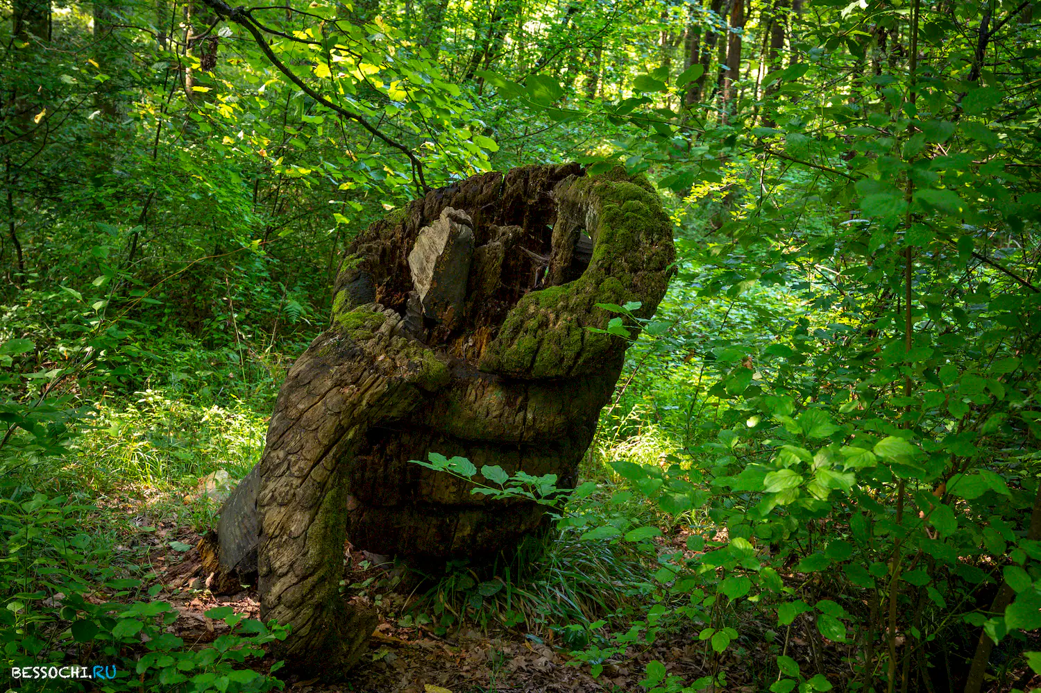 Мацестинский лесопарк