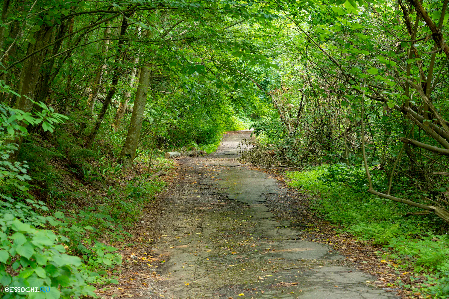 Мацестинский лесопарк