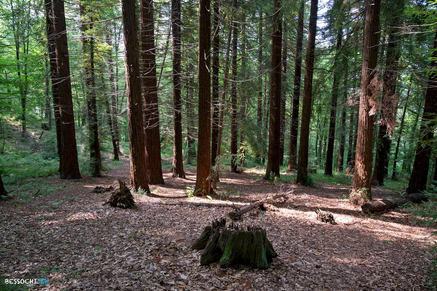 Мацестинский лесопарк