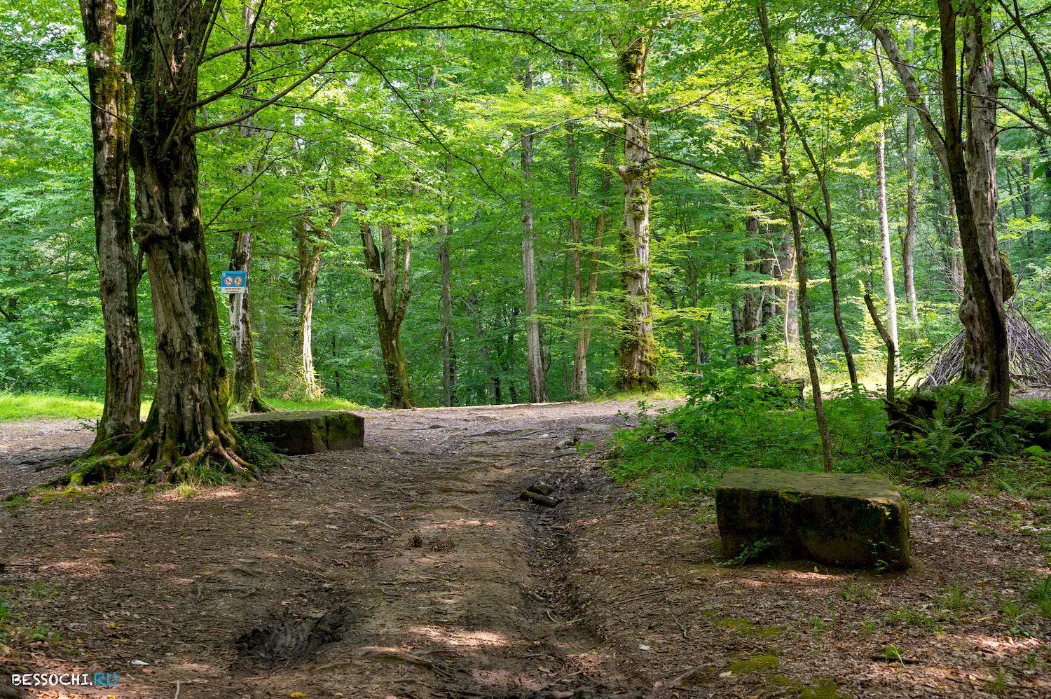 Мацестинский лесопарк
