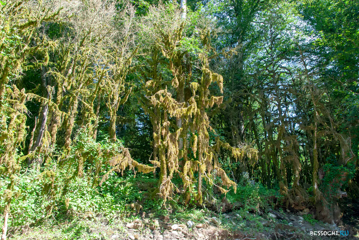 Река Кудепста